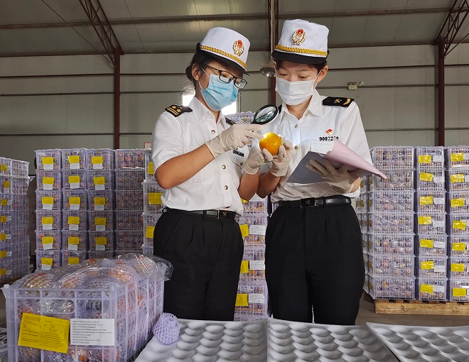 「新鮮柿子出口」陜西新鮮柿子首次出口到國(guó)外,多虧了渭南海關(guān)