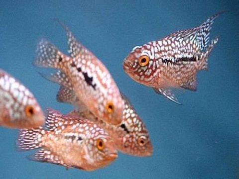 進(jìn)口代理報(bào)關(guān)觀賞魚(yú)需要的證件及注意事項(xiàng)有哪些？