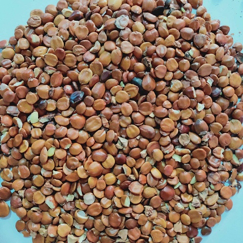 進(jìn)口代理|酸棗仁進(jìn)口代理流程及所需資料都有啥？