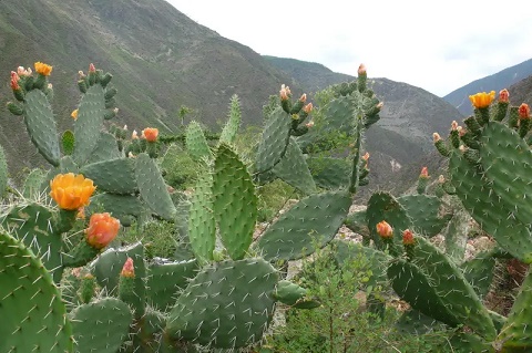 瀕危野生動(dòng)植物未有辦理瀕危物種證的嚴(yán)禁進(jìn)出口